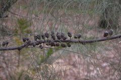 Allocasuarina emuina