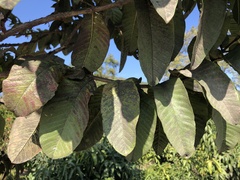 Psidium guajava
