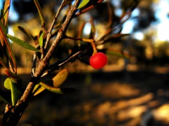 Amyema gaudichaudii