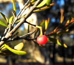 Amyema gaudichaudii