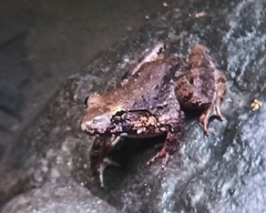 Limnonectes blythii