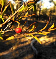 Amyema gaudichaudii