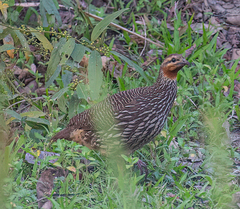 Ortygornis gularis