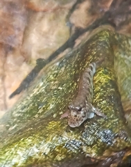 Periophthalmus variabilis