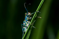 Cosmodela batesi
