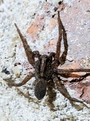 Varacosa