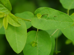 Leptopus cordifolius