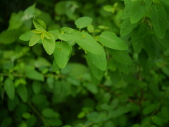 Leptopus cordifolius
