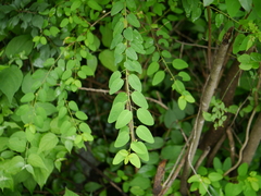 Leptopus cordifolius