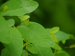 Leptopus cordifolius