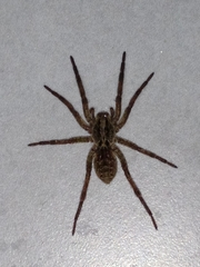 Lycosa erythrognatha