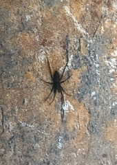 Trachyzelotes pedestris