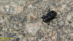 Clinterocera scabrosa