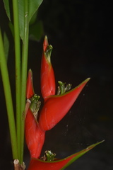 Heliconia stricta