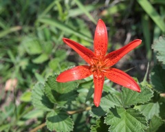 Lilium concolor partheneion