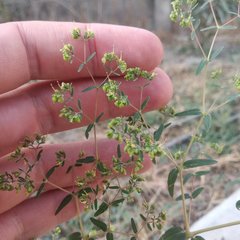 Euphorbia hypericifolia