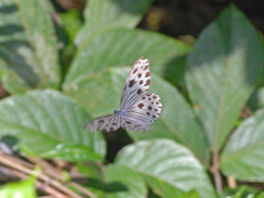 Ideopsis gaura