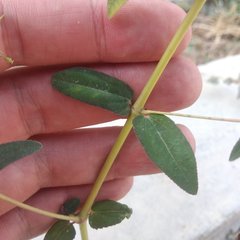 Euphorbia hypericifolia