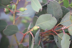 Eucalyptus angulosa