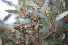 Eucalyptus angulosa