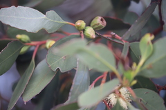 Eucalyptus angulosa