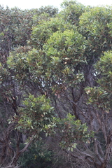 Eucalyptus angulosa