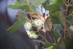 Eucalyptus angulosa