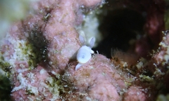 Goniobranchus verrieri