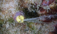 Thylacodes variabilis