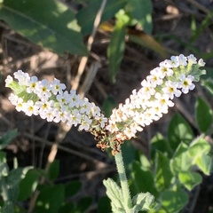 Heliotropium steudneri