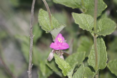 Callisia navicularis