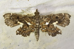Undulambia polystichalis