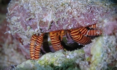 Ciliopagurus strigatus