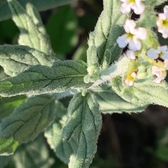 Heliotropium steudneri