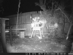 Didelphis virginiana