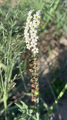 Heliotropium steudneri