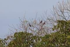 Patagioenas flavirostris