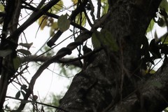 Xiphorhynchus flavigaster