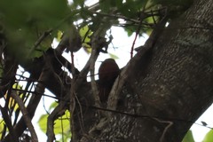 Xiphorhynchus flavigaster