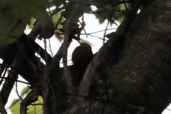 Xiphorhynchus flavigaster