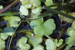 Hydrocotyle pterocarpa