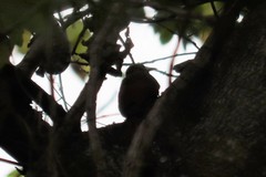 Xiphorhynchus flavigaster