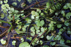 Hydrocotyle pterocarpa