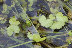 Hydrocotyle pterocarpa