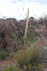 Xanthorrhoea platyphylla