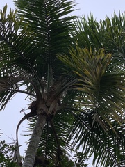Syagrus pseudococos