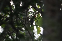 Campephilus
