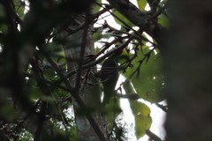 Campephilus