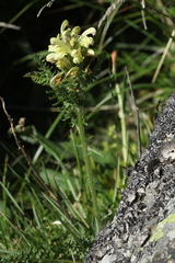 Pedicularis chroorrhyncha