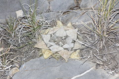 Ariocarpus retusus retusus